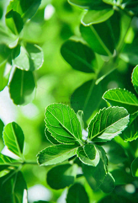 绿色新鲜茶叶绿叶摄影图