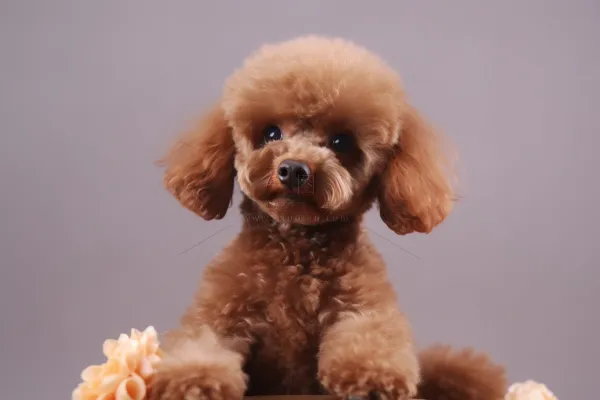 棕色泰迪宠物狗趴着摄影图