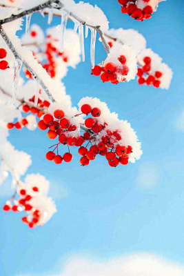 冬天蓝天背景红色果实白雪覆盖小清新立冬小寒大寒冬至摄影图 冬天蓝天背景红色果实白雪覆盖小清新立冬小寒大寒冬至摄影图