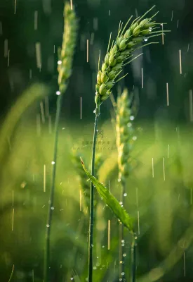 春天雨天绿色小麦麦穗粮食小满摄影图 春天雨天绿色小麦麦穗粮食小满摄影图