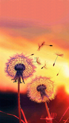 春天落日户外分散种子蒲公英夕阳晚霞摄影图