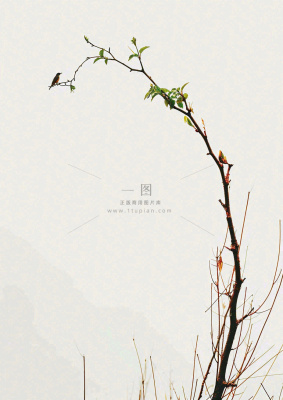 简约白底户外枝叶树枝,极简中国风,立冬摄影图 简约白底户外枝叶树枝,极简中国风,立冬摄影图