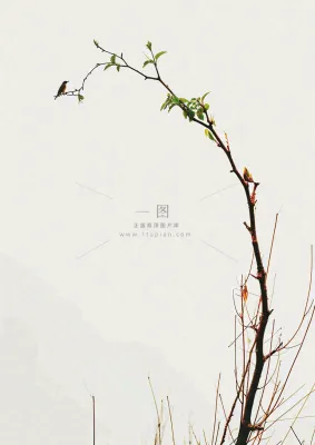简约白底户外枝叶树枝,极简中国风,立冬摄影图 简约白底户外枝叶树枝,极简中国风,立冬摄影图