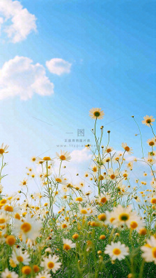 城市晴天阳光鲜花春天蓝天白云，立夏小满