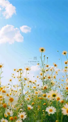 城市晴天阳光鲜花春天蓝天白云，立夏小满