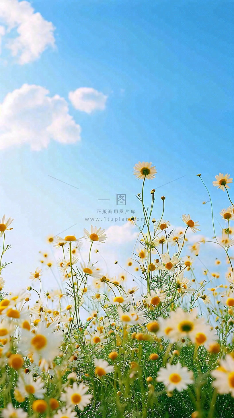 城市晴天阳光鲜花春天蓝天白云,立夏小满
