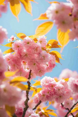 春天蓝天清新粉红桃花花朵树枝嫩叶，立春摄影图