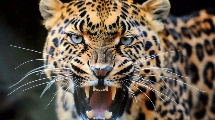 猎豹凶猛的豹子头部面部特写保护动物摄影图