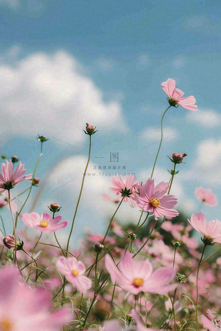 春夏粉色花朵自然清晰大自然风景花丛摄影图