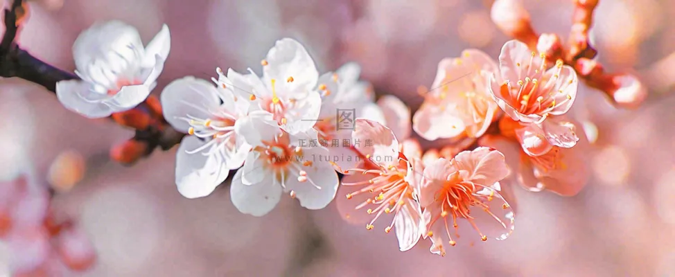 白色浪漫春季樱花花朵枝叶，立春惊蛰春分摄影图