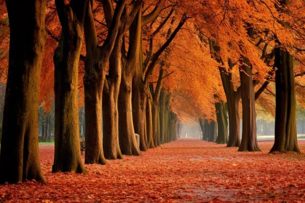 秋天红了的树和落叶铺满了道路摄影图