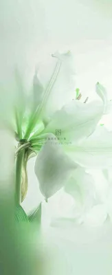 白色清新花朵朦胧唯美意境，鲜花摄影图