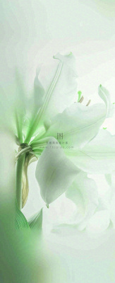 白色清新花朵朦胧唯美意境,鲜花摄影图 白色清新花朵朦胧唯美意境,鲜花摄影图