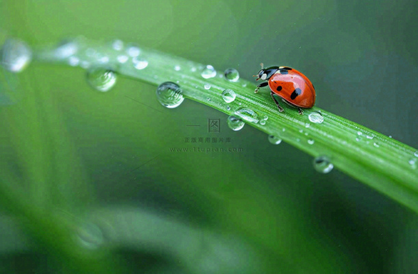 春天绿叶上的昆虫瓢虫露珠 雨水谷雨寒露摄影图