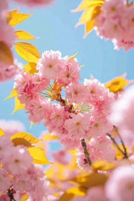 春天蓝天清新粉红桃花花朵树枝嫩叶，立春摄影图