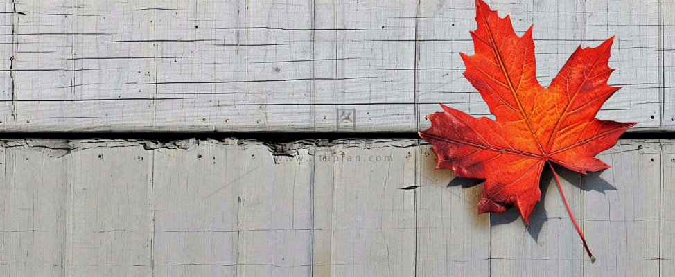 秋天红色秋叶简约特写,立秋秋分摄影图 秋天红色秋叶简约特写,立秋秋分摄影图