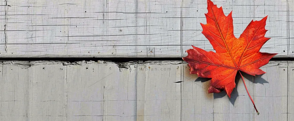 秋天红色秋叶简约特写,立秋秋分摄影图 秋天红色秋叶简约特写,立秋秋分摄影图