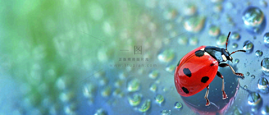 雨天雨水水珠上七星瓢虫动物爬行，彩色渐变摄影图