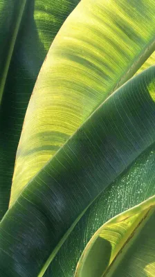 香蕉树芭蕉叶绿色植物摄影图