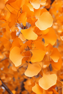 简约风摄影秋叶金黄色背景 简约风摄影秋叶金黄色背景