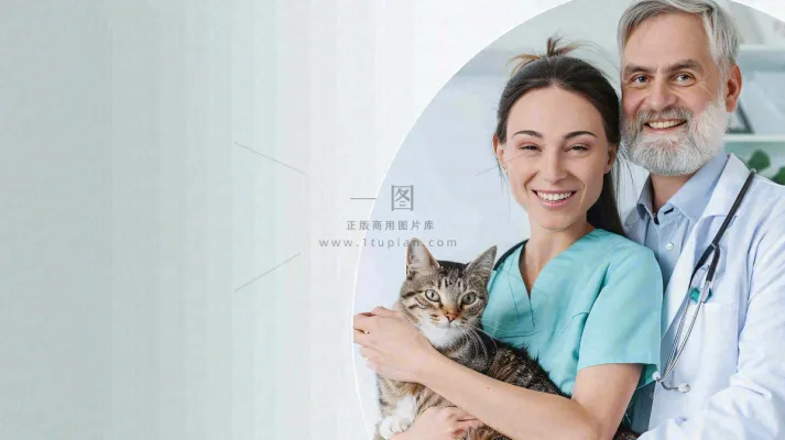 宠物医院猫狗生病救治摄影图 宠物医院猫狗生病救治摄影图