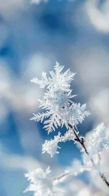 冬天结霜的植物白霜寒冷霜降摄影图 冬天结霜的植物白霜寒冷霜降摄影图