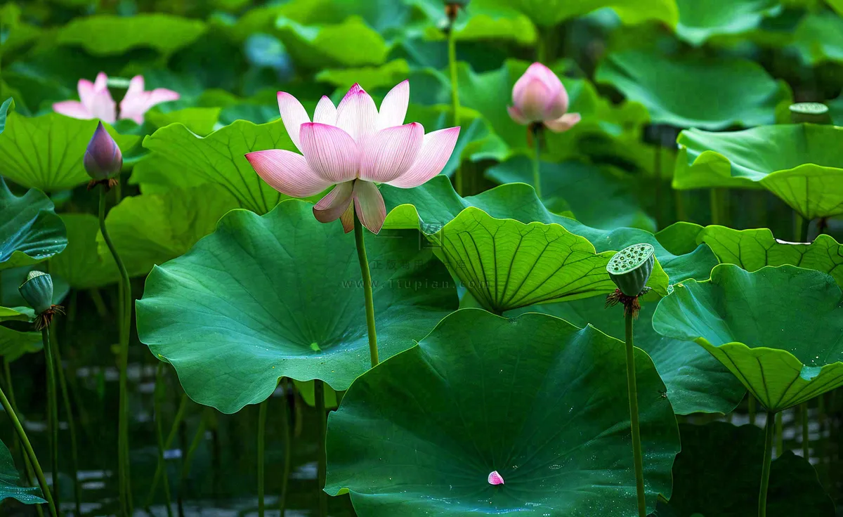 夏天荷塘荷花池荷叶绿色清新，夏至立夏大暑小暑摄影图