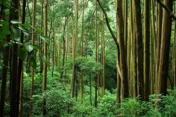 山林森林绿色大自然风景摄影图