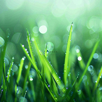 春天草地绿芽雨水露珠阳光，春分谷雨雨水白露摄影图