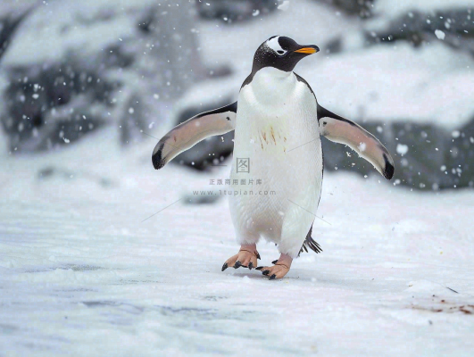 冰雪天地的企鹅寒冷动物摄影图