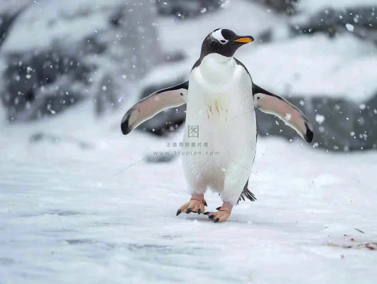 冰雪天地的企鹅寒冷动物摄影图