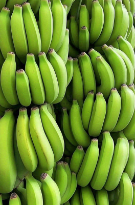 香蕉树芭蕉叶青香蕉水果摄影图 香蕉树芭蕉叶青香蕉水果摄影图