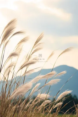 芦苇荡蓝天背景摄影图