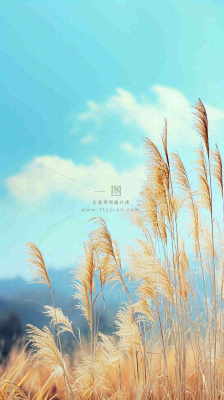 秋天蓝天户外芦苇草，立秋秋分摄影图