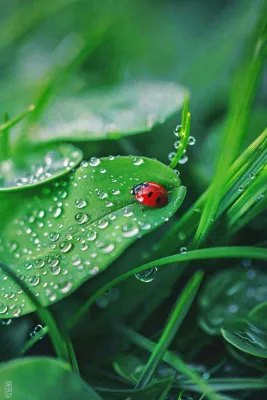 绿叶草丛露珠瓢虫昆虫雨水谷雨惊蛰摄影图