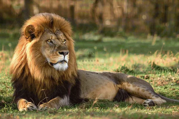 狮子雄狮动物非洲大草原保护动物摄影图
