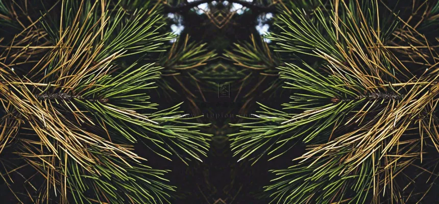 绿色绿植枝叶镜像镜头，新鲜生命力摄影图