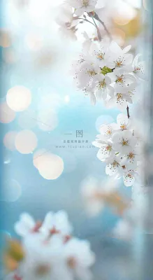 春天清新白色鲜花树枝,文艺新鲜浪漫摄影图 春天清新白色鲜花树枝,文艺新鲜浪漫摄影图