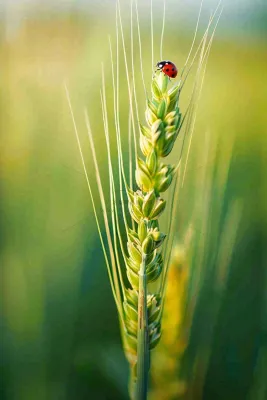 绿色小麦麦穗上的瓢虫昆虫小满芒种摄影图