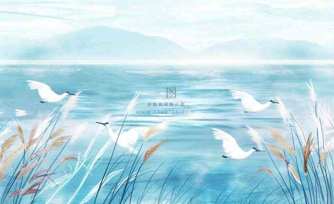 唯美白露插画白鹭动物风景秋天景色寒冷清冷芦苇丛寒露背景