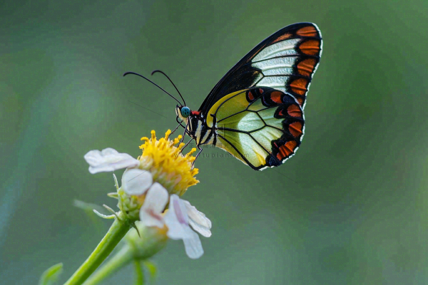 蝴蝶昆虫春天植物摄影图