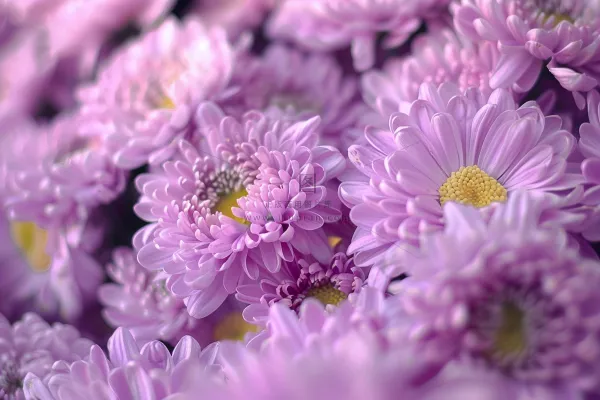 紫色菊花鲜花植物摄影图