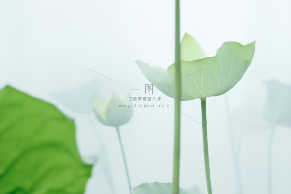 荷叶简约清新淡绿色背景 荷叶简约清新淡绿色背景