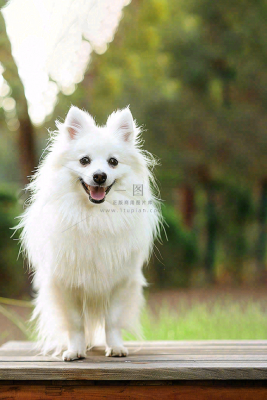 文明养狗宠物遛狗小区物业背景