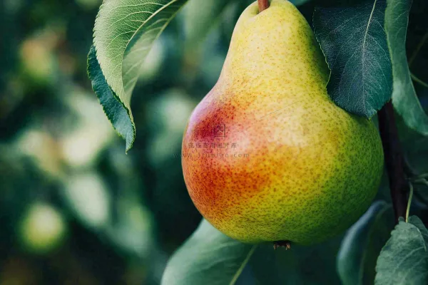 梨树成熟的梨子水果可口摄影图