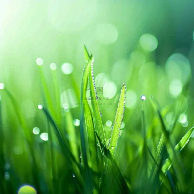 春天草地绿芽雨水露珠阳光，春分谷雨雨水白露摄影图