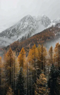 秋天森林山脉清晨起雾大自然风光寒露摄影图 秋天森林山脉清晨起雾大自然风光寒露摄影图