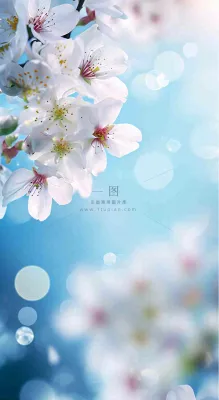 春天清新白色鲜花树枝,文艺新鲜浪漫摄影图 春天清新白色鲜花树枝,文艺新鲜浪漫摄影图