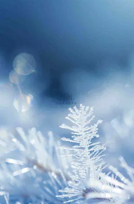 冬天挂满白霜的松针树寒冷霜降摄影图