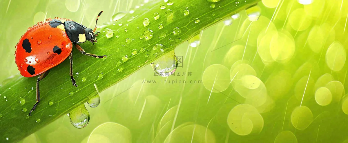 春天雨水叶子绿叶上的七星瓢虫，虫类，谷雨春分摄影图